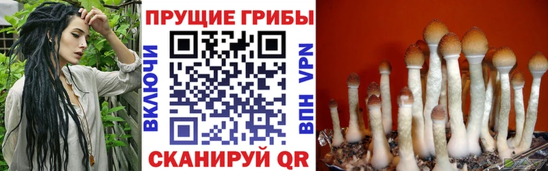 Галлюциногенные грибы GOLDEN TEACHER  Купить где  Комсомольск 